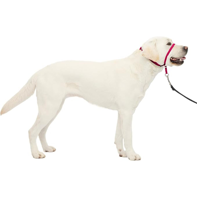 Adjustable No Pull Dog Collar