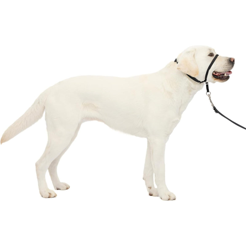 Adjustable No Pull Dog Collar