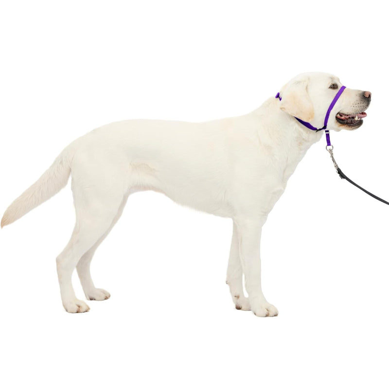 Adjustable No Pull Dog Collar
