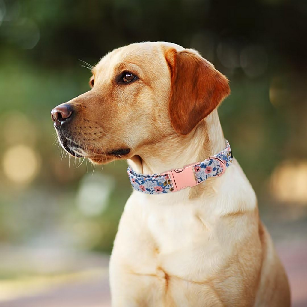 Dog Collar With Metal Buckle Adjustable Heavy Duty Nylon Collar