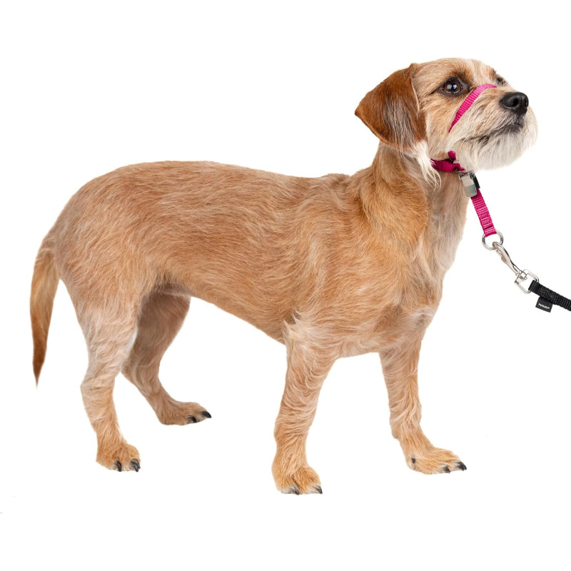 Adjustable No Pull Dog Collar
