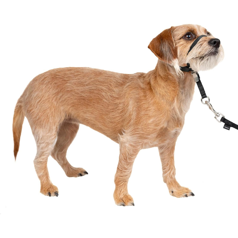 Adjustable No Pull Dog Collar