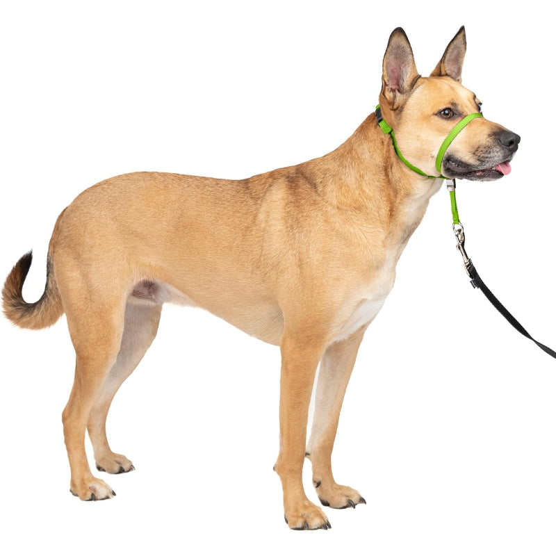 Adjustable No Pull Dog Collar