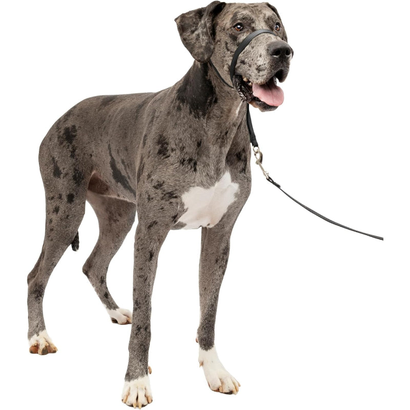 Adjustable No Pull Dog Collar