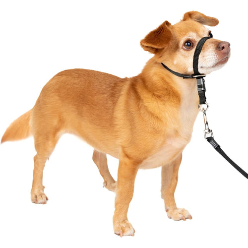 Adjustable No Pull Dog Collar