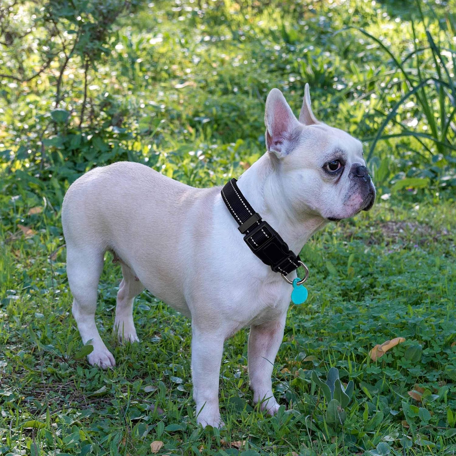 Soft Padded Reflective Dog Collar