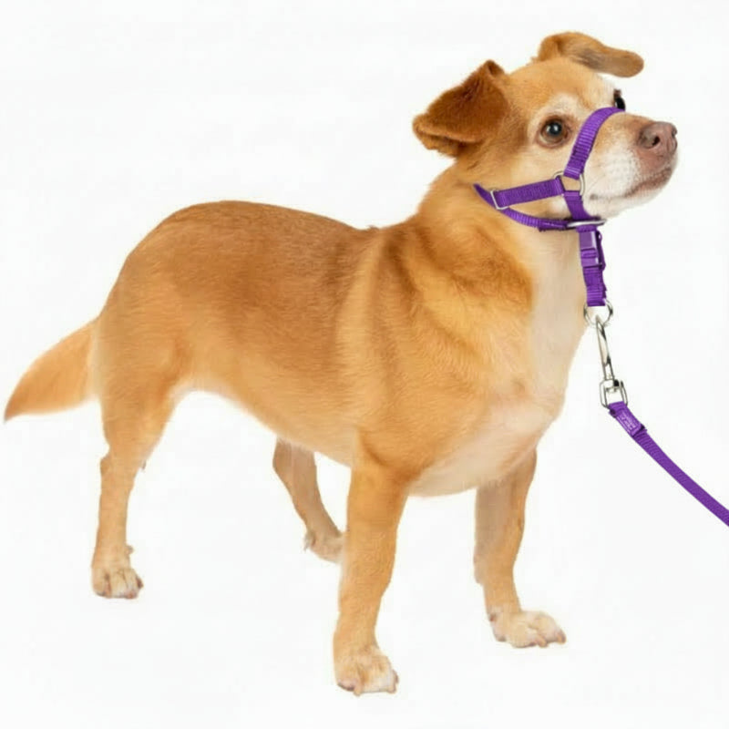 Adjustable No Pull Dog Collar