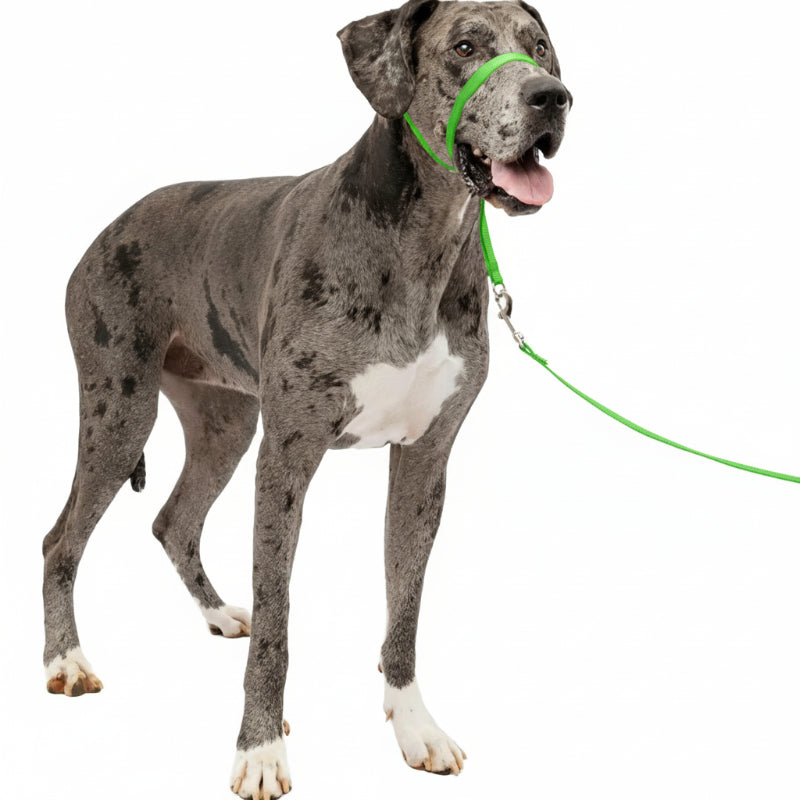 Adjustable No Pull Dog Collar