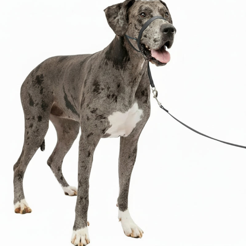 Adjustable No Pull Dog Collar