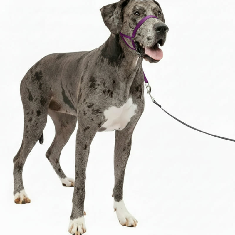 Adjustable No Pull Dog Collar