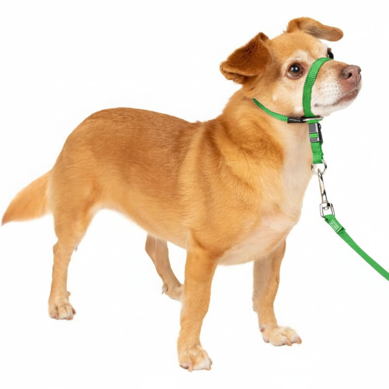 Adjustable No Pull Dog Collar