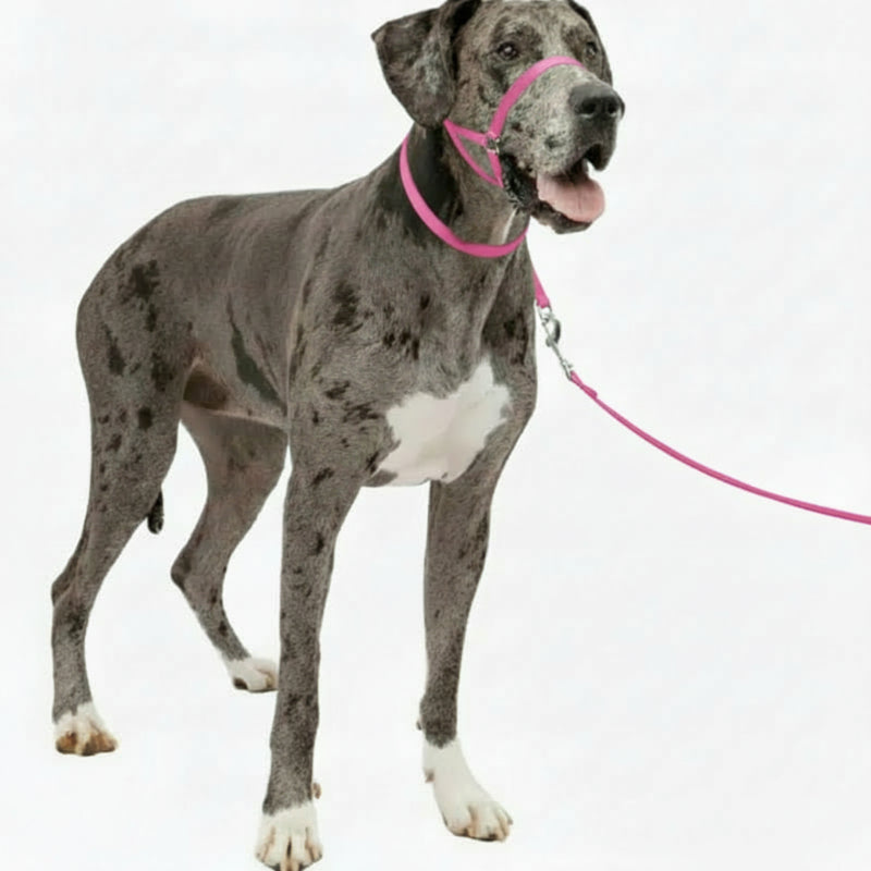 Adjustable No Pull Dog Collar
