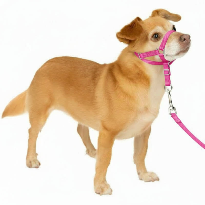 Adjustable No Pull Dog Collar