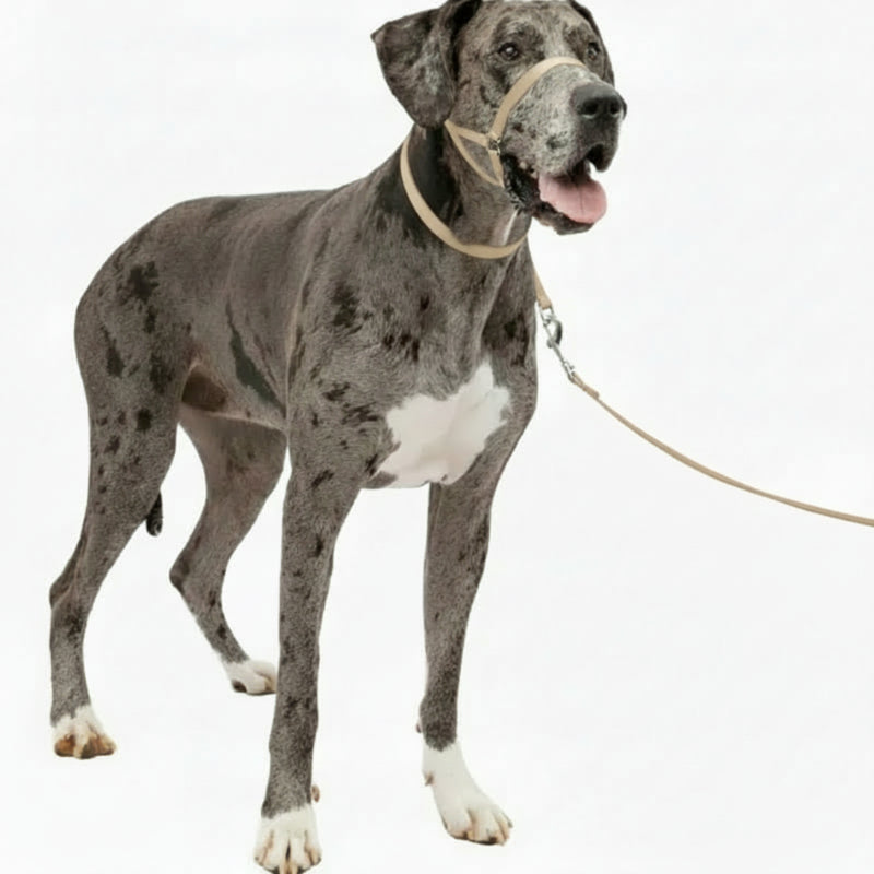 Adjustable No Pull Dog Collar